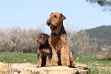AIREDALE TERRIER 209